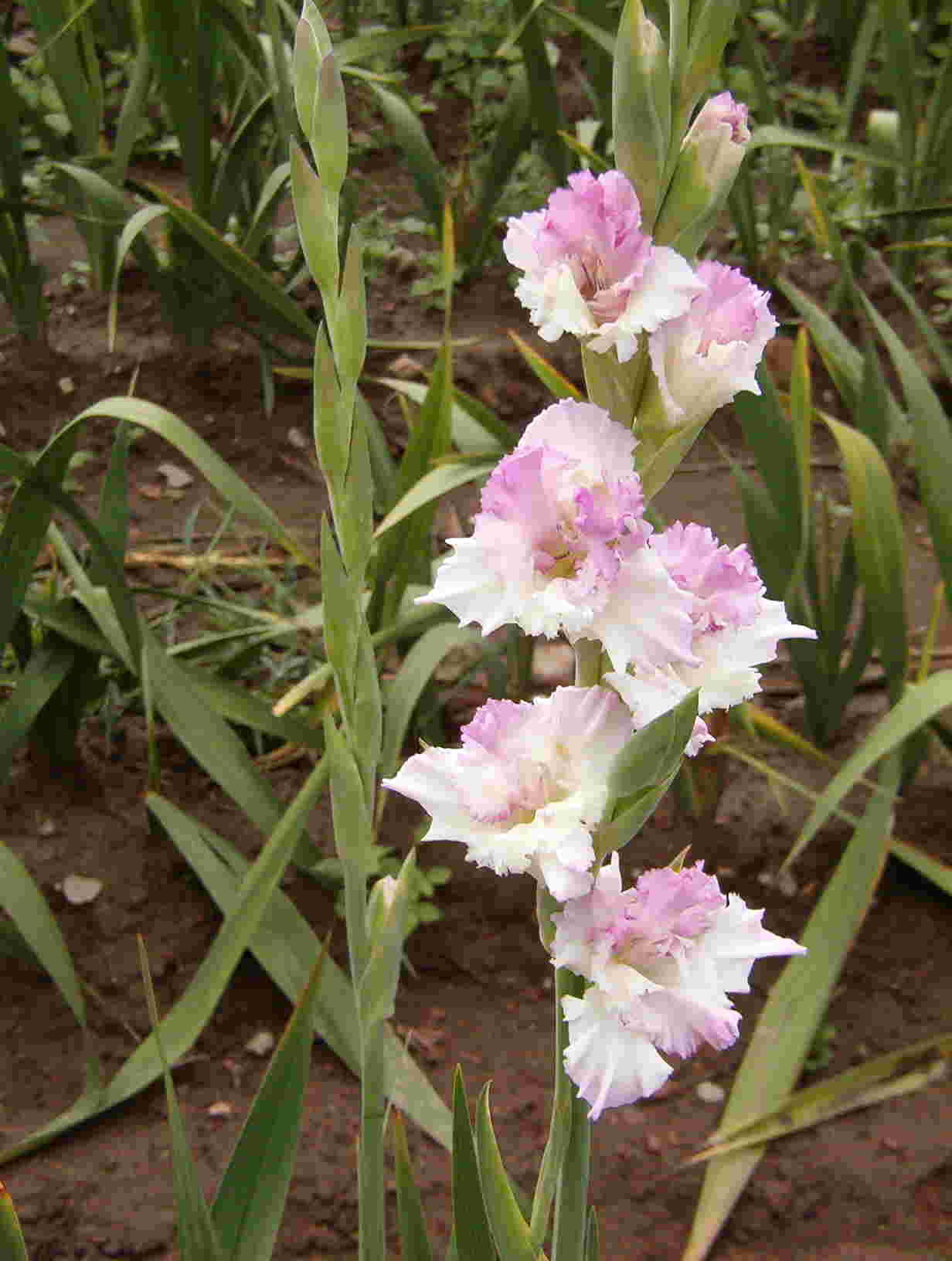 Orchid Lace
